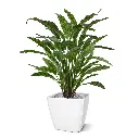 443606_Calathea_Leopardina_60_5_2.webp