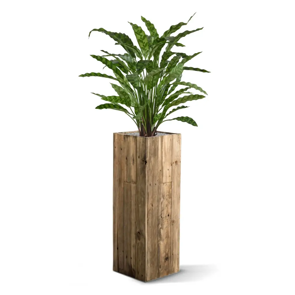 443606_Calathea_Leopardina_60_4_2.webp