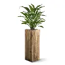443606_Calathea_Leopardina_60_4_2.webp