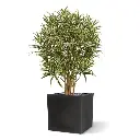 draceana_reflexa_kunstplant_100_cm_152710_5_4.webp