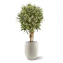 draceana_reflexa_kunstplant_100_cm_152710_3_4.webp