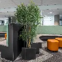 draceana_reflexa_xl_190_cm_groen_kunstboom_153019_8_4.webp