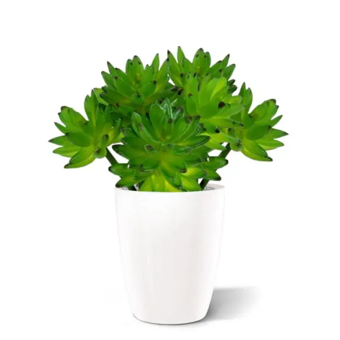 echeveria_vetplant_kunstboeket_403102_2_4.webp