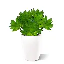 echeveria_vetplant_kunstboeket_403102_2_4.webp