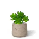 echeveria_vetplant_kunstboeket_403102_4_4.webp