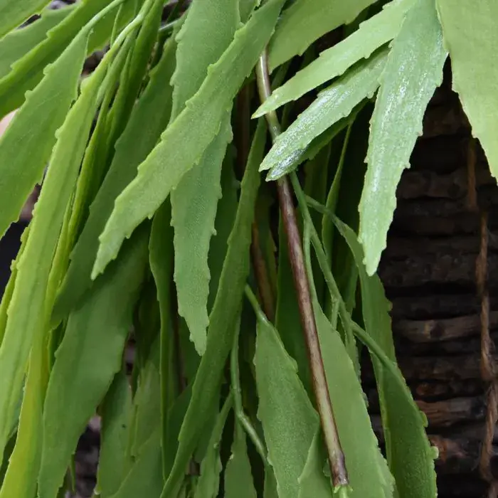 207906_Eucalyptus_60_groen_Close_Up.webp