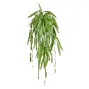 207906_eucalyptus_60_groen_1.webp