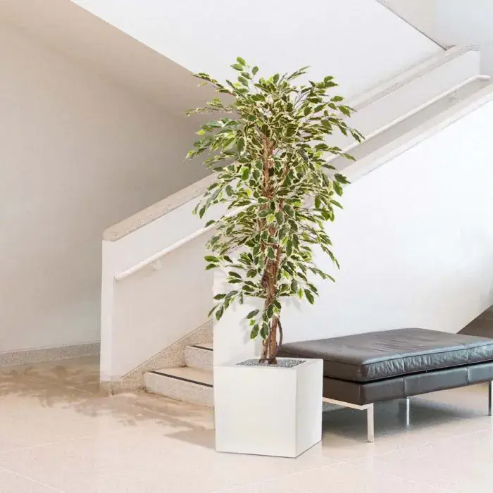 ficus_hawai_kunstboom_150_cm_100115_9_1.webp