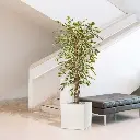 ficus_hawai_kunstboom_150_cm_100115_9_1.webp