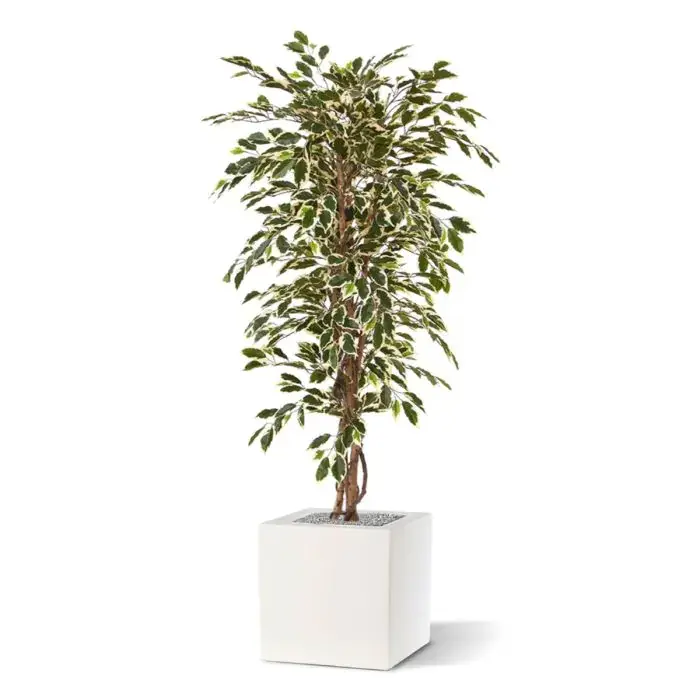 ficus_hawai_kunstboom_150_cm_100115_5_3.webp