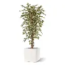 ficus_hawai_kunstboom_150_cm_100115_5_3.webp