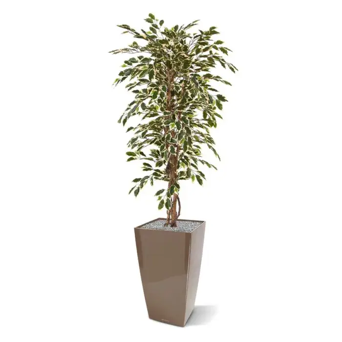ficus_hawai_kunstboom_150_cm_100115_4_3.webp