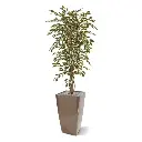 ficus_hawai_kunstboom_150_cm_100115_4_3.webp