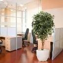 acer_kunstplant_160_cm_groen_153216_8_2.webp