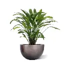 152208_Calathea_artificial_plant_green_85cm_in_Baq_Metallic_Silver_leaf_Bowl_matt_coffee_45x27cm.webp