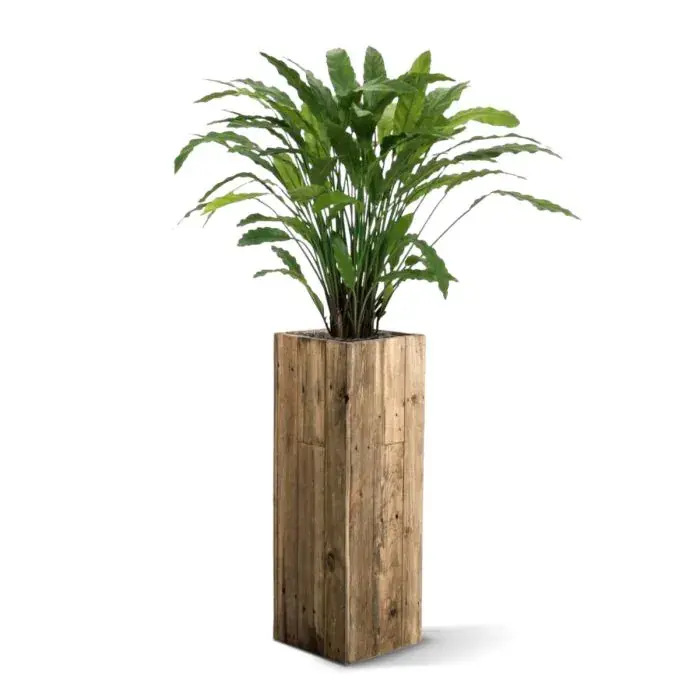 152208_Calthea_luxe_kunstplant_in_pot_F469_382.webp