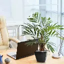 chamaedorea_kunstpalm_65_cm_in_pot_184406_11_3.webp