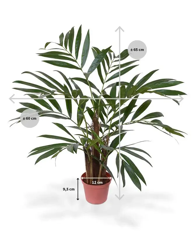 184406_chamedorea_palm_65_pp12_maat_1_1.webp