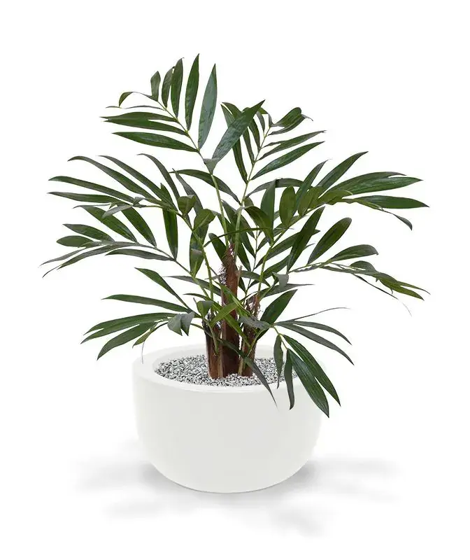 184406_chamadorea_palm_65_martinique_33_shiny_white_1_1.webp