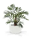 184406_chamadorea_palm_65_martinique_33_shiny_white_1_1.webp