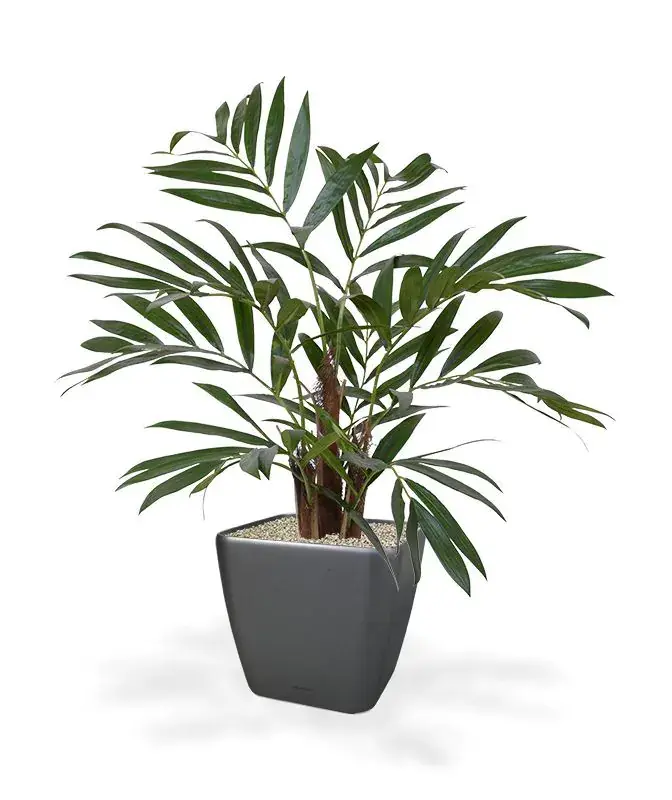 184406_chamadorea_palm_65_quadro_21_antraciet_1_1.webp