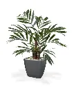184406_chamadorea_palm_65_quadro_21_antraciet_1_1.webp