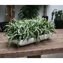 402004-chlorophytum-boeket-30-sfeer_1.webp