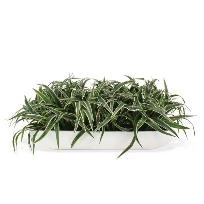 402004-chlorophytum-s-arrangement-in-melbourne-50-shiny-white_1_3.webp