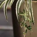 201305_Close_Up_4.webp