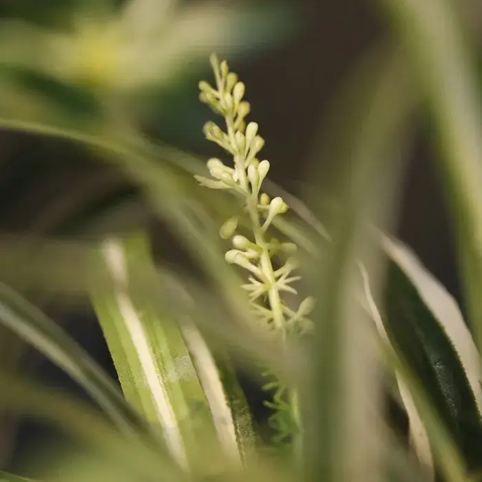 201305_Close_Up_1.webp