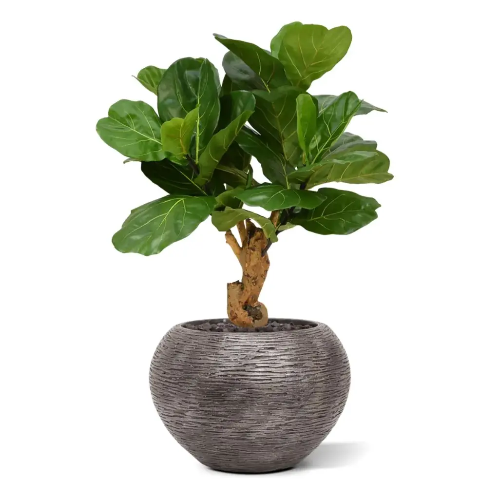 Lyrata_kunstplant_80cm_in_Baq_6LXLAXG32_1.webp