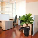 lyrata_deluxe_kunstplant_80_cm_op_stam_102408_10_1_3.webp