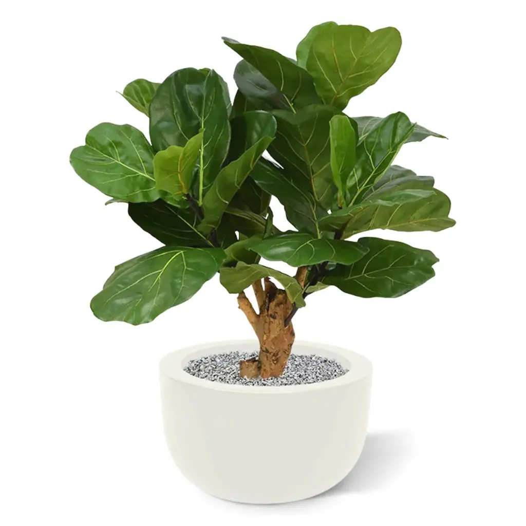 lyrata_deluxe_kunstplant_80_cm_op_stam_102408_4_1_3.webp