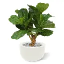 lyrata_deluxe_kunstplant_80_cm_op_stam_102408_4_1_3.webp