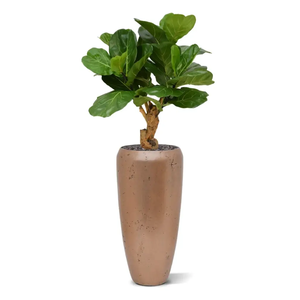 Lyrata_kunstplant_80cm_in_6OPSP36RG_1.webp