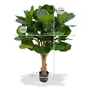 102412_lyrata_deluxe_125_op_stam_pp_maat_1_1.webp