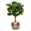 102412_Lyrata_Kunstpflanze_125cm_Am_StamM_in_6OPSC54RG_1.webp