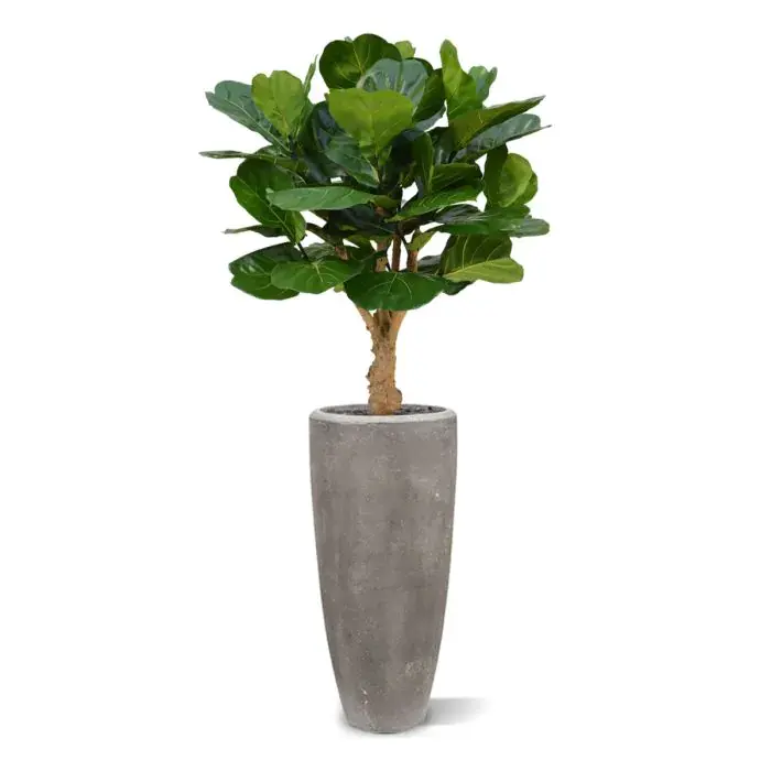 Lyrata_kunstplant_125cm_op_stam_6POSRPL37_1.webp