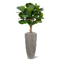 Lyrata_kunstplant_125cm_op_stam_6POSRPL37_1.webp
