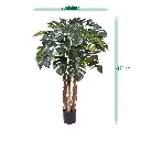147012-monstera-op-stam-120-sizing_template.webp