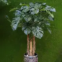 147012_SH.webp