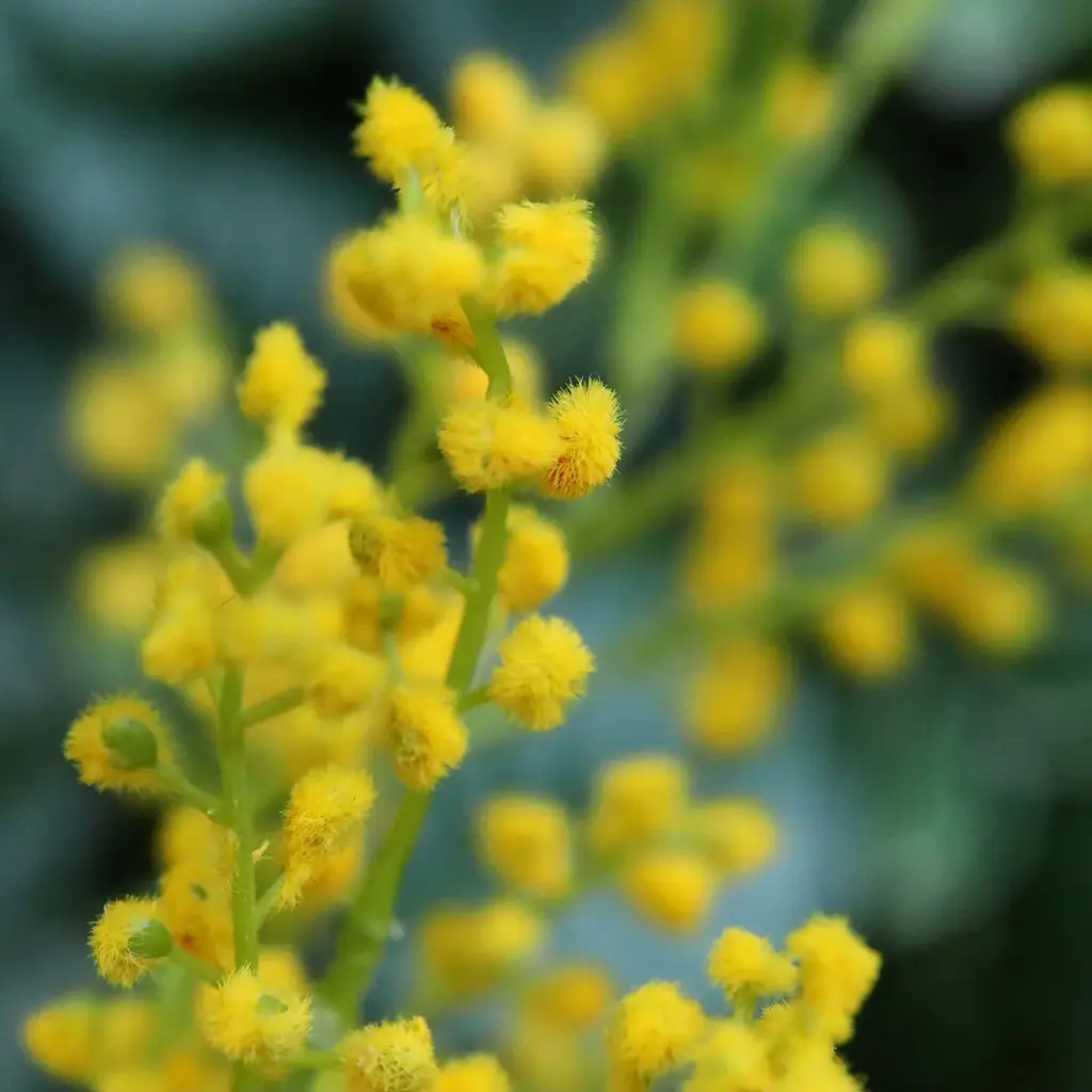 Mimosa geel 4.webp