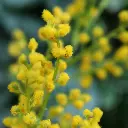 Mimosa geel 4.webp