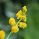 Mimosa geel 3.webp