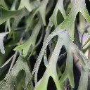 Hertshoorn hang 65 2.webp