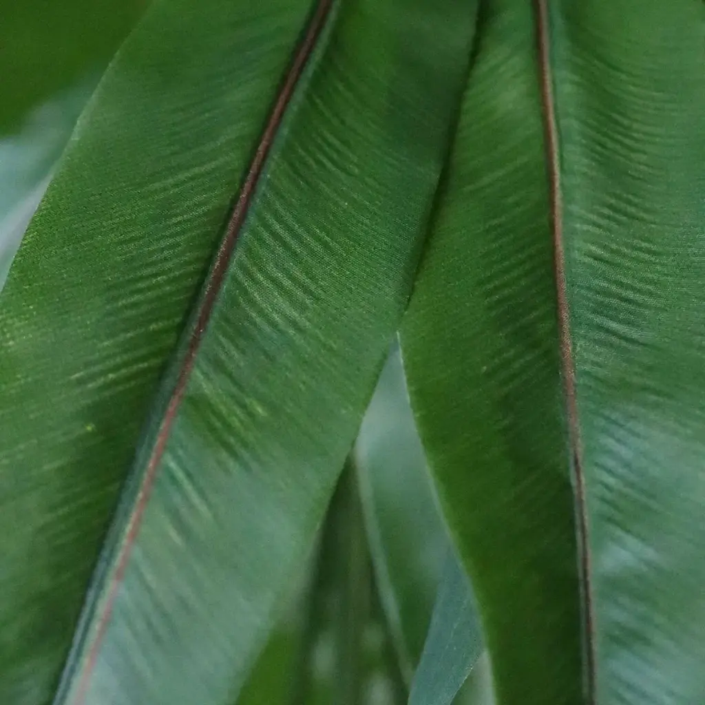 Asplenium Antiquum varen 40 2.webp