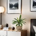 Asplenium Antiquum varen 40 4.webp