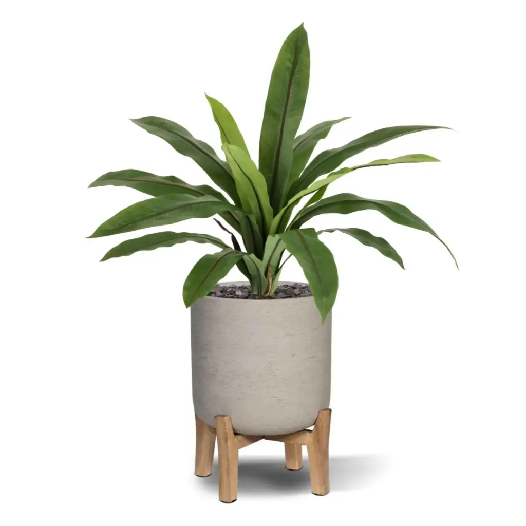 Asplenium Antiquum varen 40 5.webp
