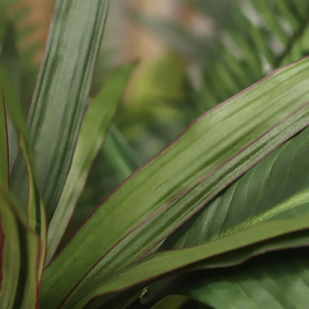 Draceana Marginata 40 3.webp