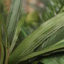 Draceana Marginata 40 3.webp